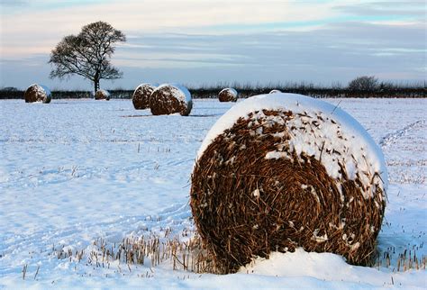 Free Photo Hay Balls Field Grass Landscape Countryside Outside