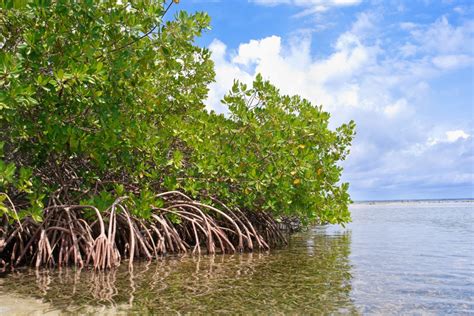 Protecting Mangroves Ukri