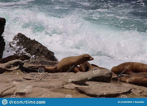 Sea Lions On Rock Cliff Over Crashing Waves And Blue Ocean Water Stock