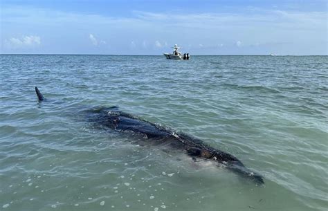 Rare Deep Water Beaked Whale Found Dead In Florida Keys Wsvn 7news