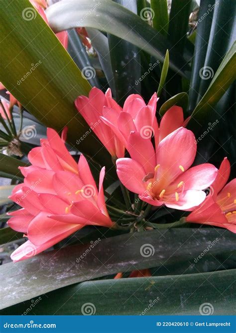 Clivia Is A Genus Of Monocot Flowering Plants Native To Southern Africa