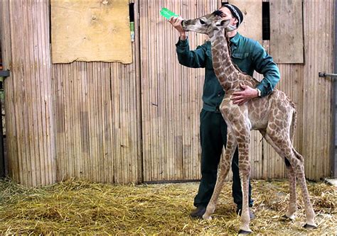 Siberia Celebrates Birth Of First Giraffe In Zoo