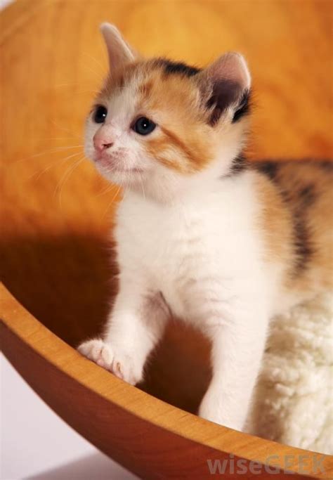 Calico Kittens What Are Calico Cats With Pictures