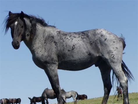 Nokota Horse Conservancy Official North Dakota Travel And Tourism Guide