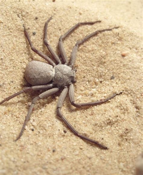 Six Eyed Sand Spider 7 Of The Worlds Most Poisonous Spiders