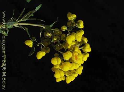Description And Images Of Calceolaria Morisii Capachito A Native