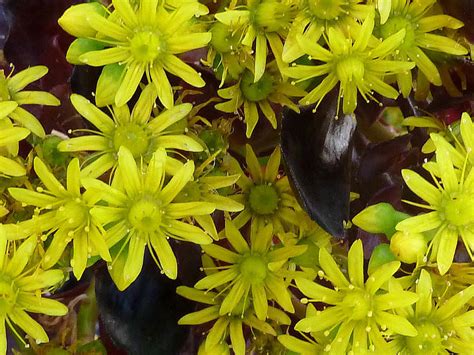 Everyone is planting black flowers in their gardens to create contrast and add a. Aeonium arboreum 'Zwartkop' - Black Rose | World of ...