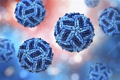 West Nile Virus Particles Illustration Stock Image F0367280