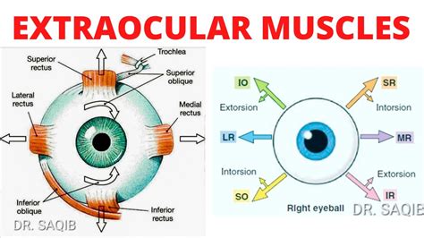 Extraocular Muscles Eye Movements Clinical Testing Of Eye Muscles