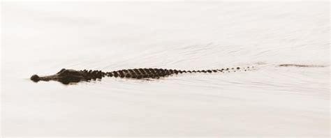 A Florida Alligator Strolling In Lake Seminole Flint River