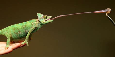 50 Weird Facts From the Animal Kingdom | Chameleon tongue, Chameleon