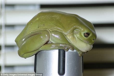 Giant Muscly Tree Frog Found In Central Queensland Daily Mail Online