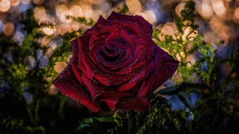 100 Gambar Bunga Mawar Yang Paling Indah Erwinpratama