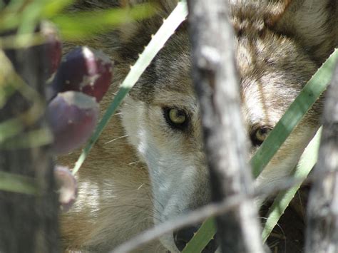 White Wolf Extremely Endangered Mexican Gray Wolves Need Our Help To