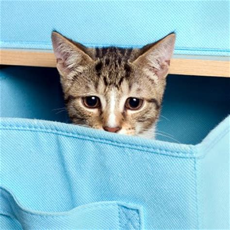 For more information, visit importing or travelling if you witness bird smuggling at a canadian border crossing or airport, report it immediately to a canada border services agency officer. Whiskas Canada Facebook Giveaway: Win FREE Cat Food for a ...