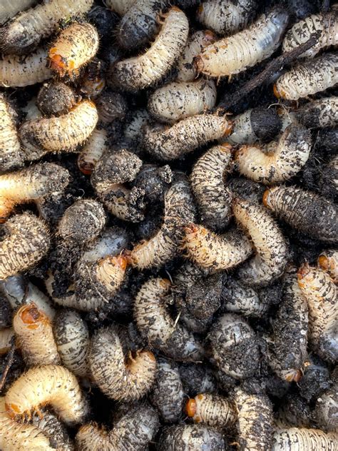 How to Get Rid of Maggots in a Wheelie Bin | Business Waste