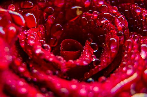 Red Flower With Water Droplets · Free Stock Photo