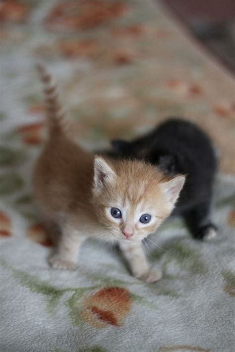 Super Cute Baby Kittens Wallpapers Kittens Cutest Baby