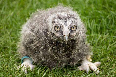 Baby Snowy Owl Taken At The Falconry Centre Hagley West Flickr