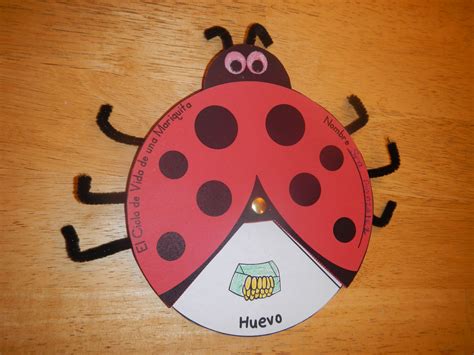 Ladybug Life Cycle Wheel Craftivity Bilingual Super Cute Ladybug