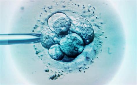 Scientists Discover ‘master Gene’ Crucial For Successful Pregnancy