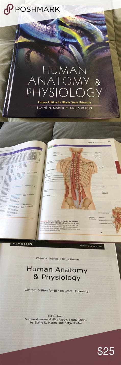 Human Anatomy Book Anatomy And Physiology Textbook Human Anatomy