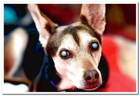 What Causes Cataracts In Dogs Origin Symptoms And Treatment Dogsis