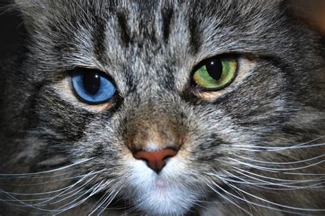 15 Amazing Odd Eyed Cats Amazing Creatures