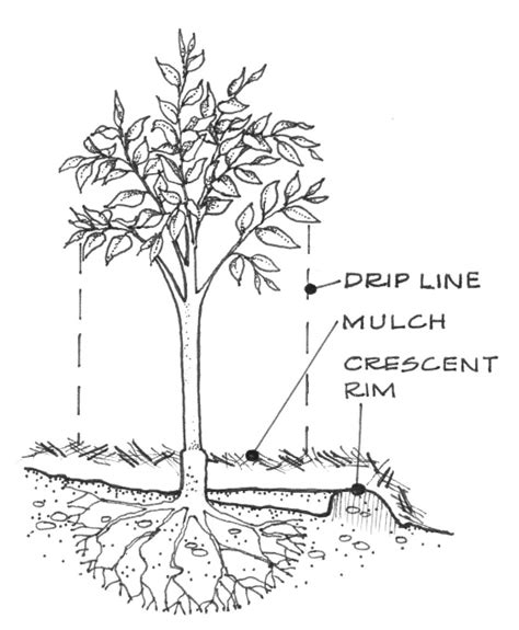 The bottlebrush tree benefits from early pruning, especially in the establishment stage. Bottle Brush Tree Root System - Best Pictures and ...