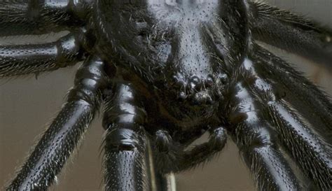 A Wickedly Lovely Spider Spider Face Black Widow Spider Pet Spider
