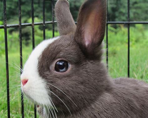 How Much Do Netherland Dwarf Rabbits Cost 2023 Price Guide Hepper