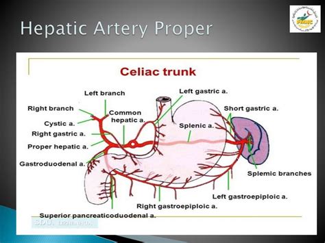 Anatomy Of Liver Presentation