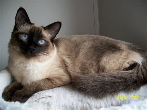 You Should Experience Burmese Cat Long Hair At Least Once In Your