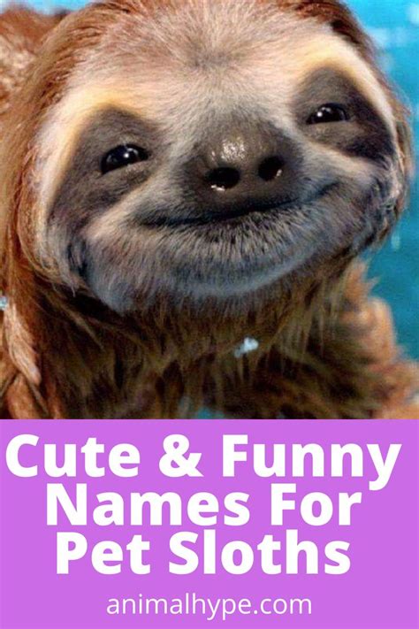133 Adorable Pet Sloth Names Cute Pet Names Sloth Stuffed Animal