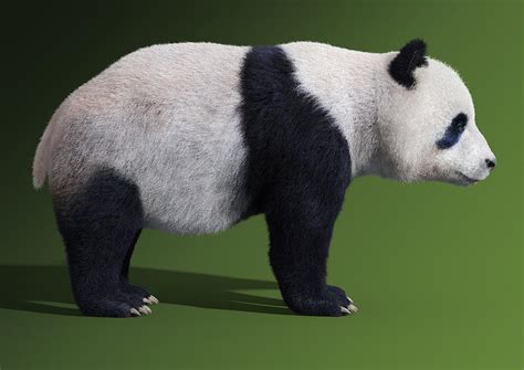 Bear Panda Side View Digital Art By Martin Cvetkov Pixels