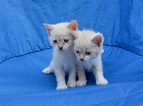 Online dapatkan cat pola wallpaper. Gambar Kucing Comel dan Manja (Anak Kucing Lucu dan Paling ...