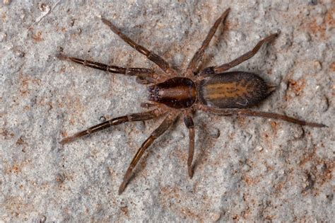 Premium Photo Prowling Spider Of The Species Teminius Insularis