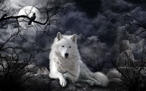 Black And White Wolf Wallpaper