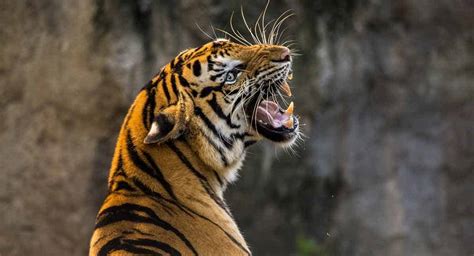 Watch Zoo Tiger Shot While Biting Mans Arm As He Screams Telangana Today