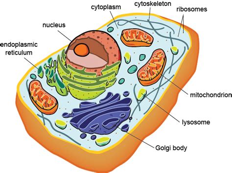 Cytoskeleton One Student To Another