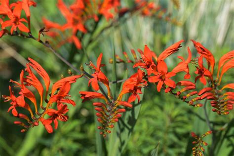 Orange Flowers That Grow In Texas Best Flower Site