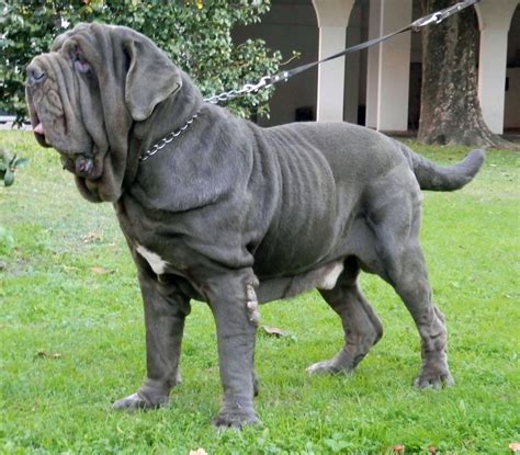 Massive Dog Breeds 6|RearFront
