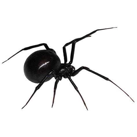 Widow spiders are more than just black. Black Widow Spider Decal Design 3 by WilsonGraphics on Zibbet
