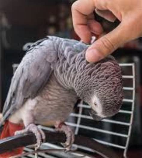 African Grey Parrot Talking African Grey Parrots Birds For Sale Price
