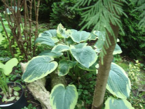 Hosta Northern Exposure Foto Barbara Zadros 2015r Hostas