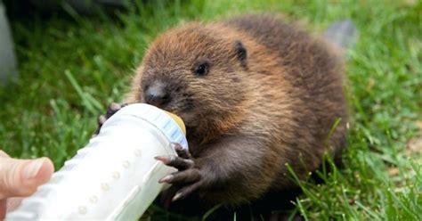 28 Baby Beavers So Adorable They Will Steal Your Heart Inner Strength