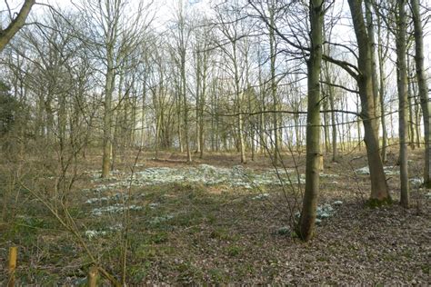 Snowdrops In Parlington Gardens DS Pugh Geograph Britain And Ireland