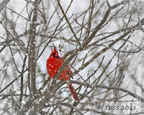 Winter Cardinal Photo Cardinal Photography Winter Scene