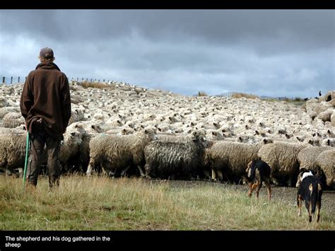 The Shepherd And His Dog Gathered In The Sheep New Zealand Learning