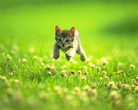 Cat Jumping Running Grass Wallpaper 1280×1024 Wallpaper